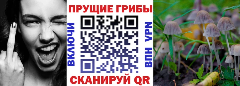 Псилоцибиновые грибы Magic Shrooms  мега маркетплейс  Балашов  как найти закладки 